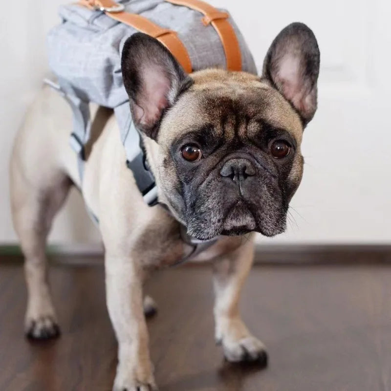 Fidgetstein Retro Dog Backpack – Adjustable Walking & Hiking Pack